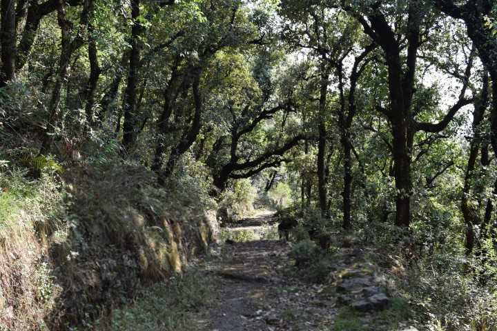 Mcleodganj Monastery Trek to Dharamshala via Tsechokling