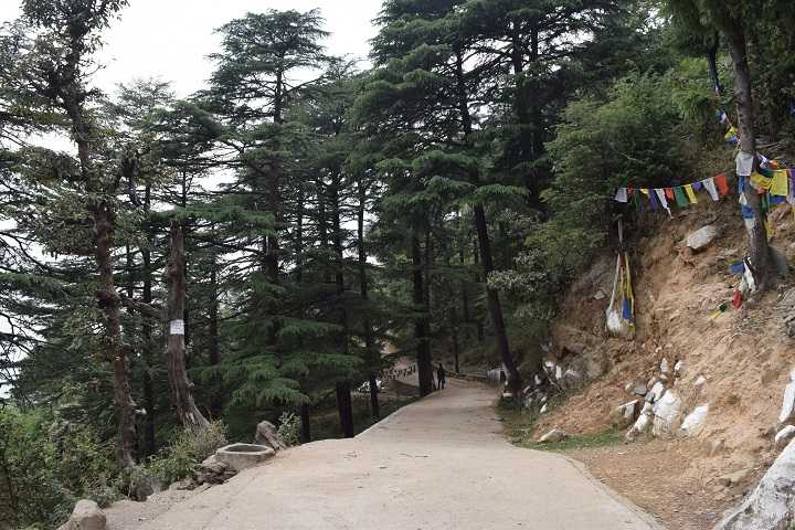 Forest path behind Dalai Lama Temple and House